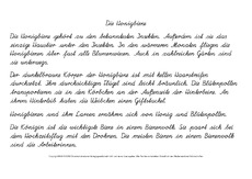 Die-Honigbiene-Abschreibtext-SAS.pdf